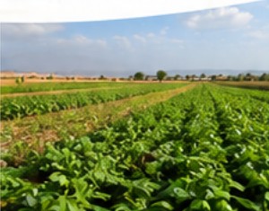 Cultivated agricultural field in Somalia